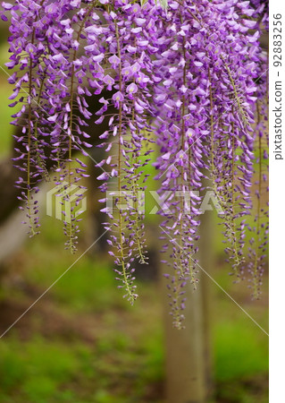 Ashikaga Flower Park Wisteria Fuji Ashikaga Flower Park Wisteria Fuji 92883256