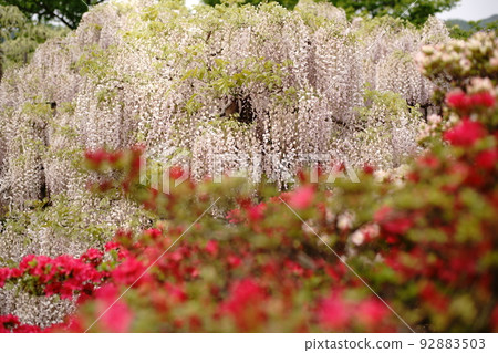 Ashikaga Flower Park Wisteria Fuji Ashikaga Flower Park Wisteria Fuji 92883503