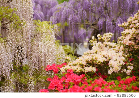 足利花卉公園紫藤富士 足利花卉公園紫藤富士 92883506
