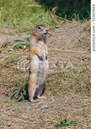 Gopher is standing on its hind legs  on the grassy field and looking around 92883669