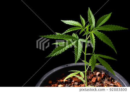 Cannabis plant tree planting on pot, close up cannabis leaf in the garden farm, Cannabis plant tree planting on pot, close up cannabis leaf in the garden farm, 92883800