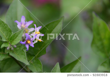 American dogwood flower (Saitama/November) American dogwood flower (Saitama/November) 92883918