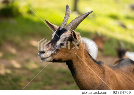 Goat looking to the camera on farmland in close up Goat looking to the camera on farmland in close up 92884709