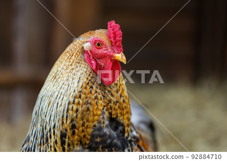 Rooster looking into the camera inside a barn with copy space. Rooster looking into the camera inside a barn with copy space. 92884710