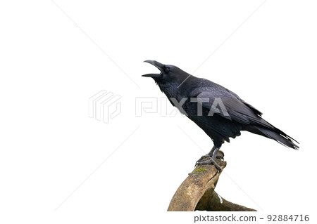 Common raven calling on branch isolated on white background Common raven calling on branch isolated on white background 92884716