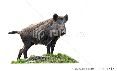 wild boar standing on grass isolated on white background 92884717