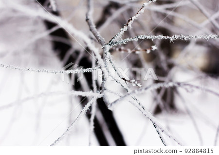Tree branches covered with a thin layer of frost. 92884815