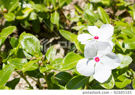 White daily grass White daily grass 92885185