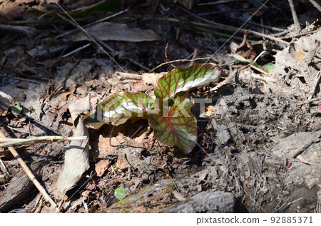 春天的木匠百合 春天的木匠百合 92885371