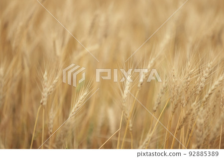 Golden Ears ~ Wheat Fields Just Before Harvest 92885389