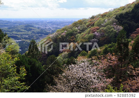 Wild cherry blossoms seen from the mountain path of Takamine Wild cherry blossoms seen from the mountain path of Takamine 92885392