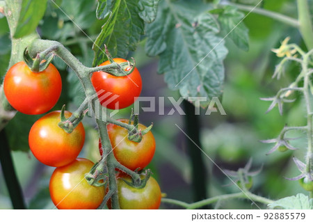 在家庭菜園的微型蕃茄 在家庭菜園的微型蕃茄 92885579