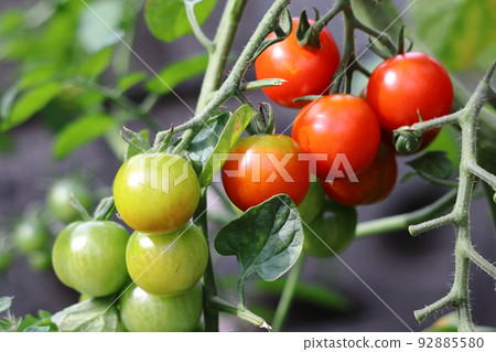 在家庭菜園的微型蕃茄 在家庭菜園的微型蕃茄 92885580