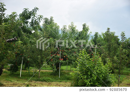 [Nakano City, Nagano Prefecture] Peach field 92885670