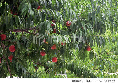 [Nakano City, Nagano Prefecture] Peach field 92885676