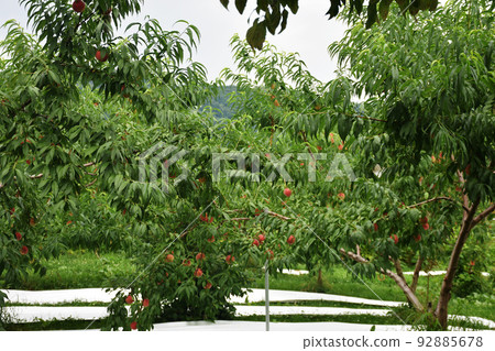 [Nakano City, Nagano Prefecture] Peach field 92885678