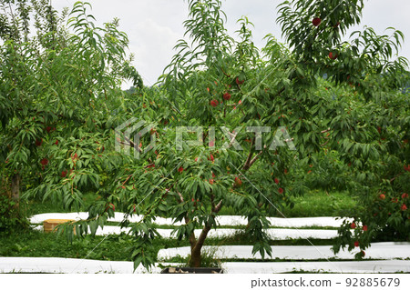 [長野縣中野市]桃田 92885679