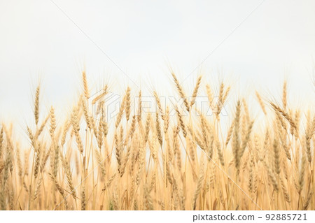 Golden Ears ~ Wheat Fields Just Before Harvest 92885721