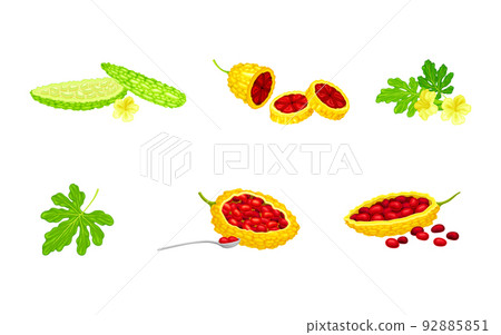 Momordica Charantia or Bitter Melon as Tropical Vine with Edible Fruit Vector Set 92885851