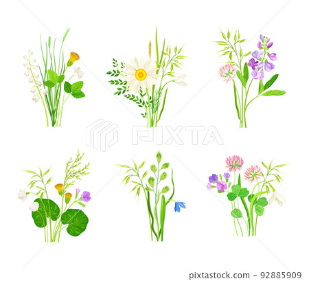 Wildflowers Composition with Meadow Plants and Flora Vector Set Wildflowers Composition with Meadow Plants and Flora Vector Set 92885909