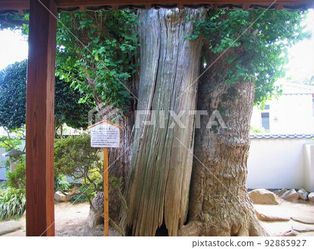 A large ginkgo tree that is popular as a symbol of the standing teahouse Ichoya 92885927