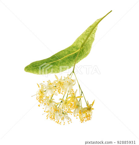 Linden flowers isolated on white background Linden flowers isolated on white background 92885931