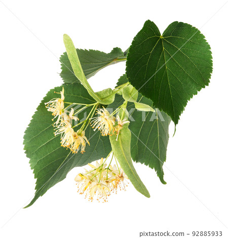 Linden flowers isolated on white background Linden flowers isolated on white background 92885933