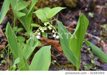 Lily of the valley Lily of the valley 92885969
