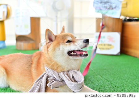Smiling Shiba Inu Mameshiba profile Smiling Shiba Inu Mameshiba profile 92885982