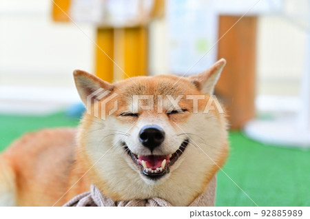 微笑的柴犬的豆柴特寫鏡頭 微笑的柴犬的豆柴特寫鏡頭 92885989