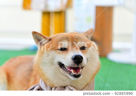 Close-up of a smiling Shiba Inu Mameshiba 92885990