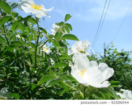 Rosa multiflora Japanese rose. Small group of wild multiflora roses 92886044