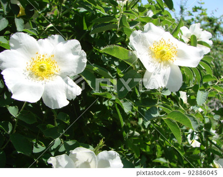 Rosa multiflora Japanese rose. Small group of wild multiflora roses Rosa multiflora Japanese rose. Small group of wild multiflora roses 92886045