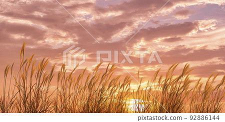 落日的天空染紅了日本蒲葦草地/深秋的概念意象 92886144