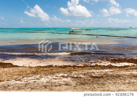 Beach full of sargassum algae. Sargassum seaweeds Caribbean ecological problem. 92886176