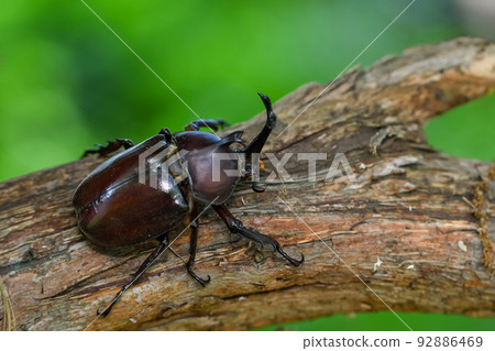 甲蟲昆蟲 甲蟲昆蟲 92886469