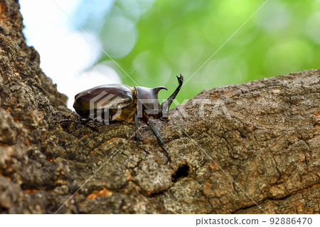 Beetle insect Beetle insect 92886470