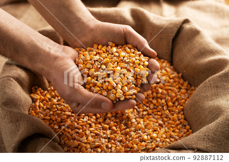 Caucasian male showing maize corns in his hands from over burlap sack 92887112