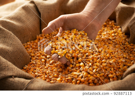 Caucasian male showing maize corns in his hands from over burlap sack Caucasian male showing maize corns in his hands from over burlap sack 92887113