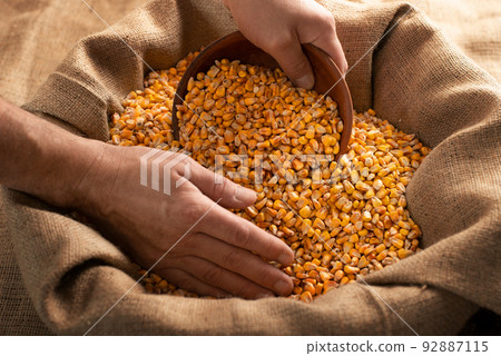 Caucasian male hands filling clay bowl with maize corns from burlap sack Caucasian male hands filling clay bowl with maize corns from burlap sack 92887115