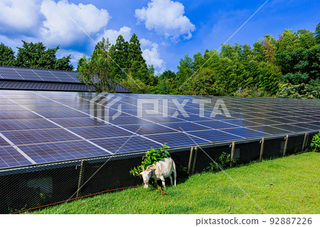 Goat and solar panel weed control Goat and solar panel weed control 92887226