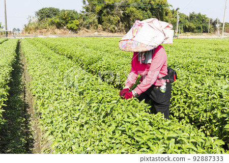 Farmers are harvesting Basil crops in the farmland in Changhua, Taiwan. 92887333