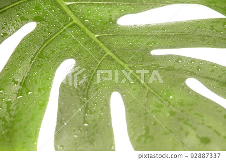 Monstera summer leaf. Tropic palm flora. Jungle rainforest exotic shape Monstera summer leaf. Tropic palm flora. Jungle rainforest exotic shape 92887337