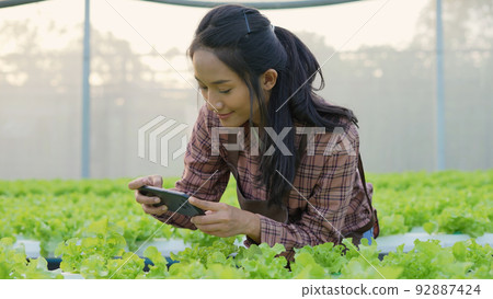agriculture concept of 4k Resolution. A worker is checking the growth of vegetables in the garden. Gardener's Productivity Evaluation. agriculture concept of 4k Resolution. A worker is checking the growth of vegetables in the garden. Gardener's Productivity Evaluation. 92887424