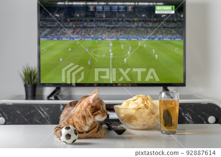 Domestic cat, a bowl of chips and beer on the background of the TV. 92887614