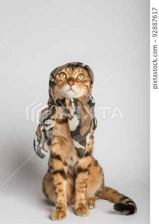 Funny cat in a silk scarf on a white background. 92887617
