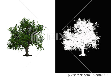 Illustration of a deciduous tree on white background with alpha mask. 3d rendering illustration. 92887903
