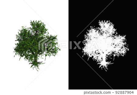 Illustration of a deciduous tree on white background with alpha mask. 3d rendering illustration. Illustration of a deciduous tree on white background with alpha mask. 3d rendering illustration. 92887904