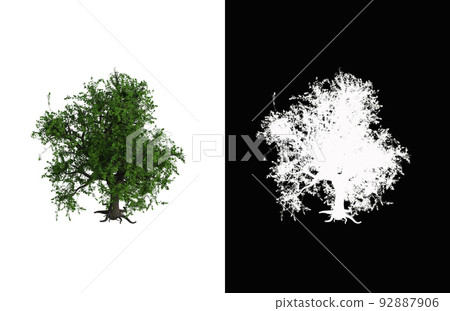 Illustration of a deciduous tree on white background with alpha mask. 3d rendering illustration. 92887906