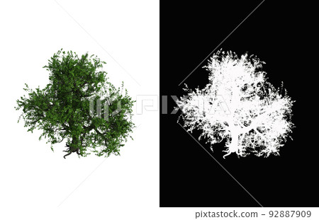 Illustration of a deciduous tree on white background with alpha mask. 3d rendering illustration. 92887909